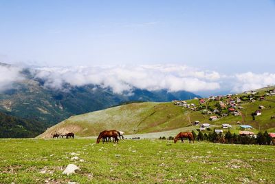 Horses grazing in a field