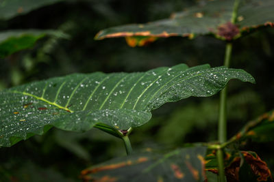 Close-up of raindrops on leaves