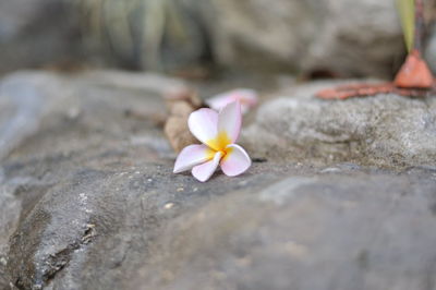Close-up of frangipani on rock