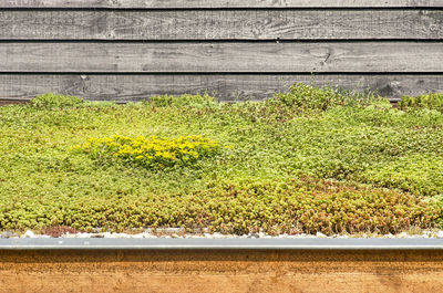 High angle view of plants growing on land against wall