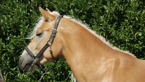 Side view of horse on grass