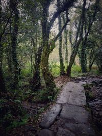 Footpath amidst trees in forest