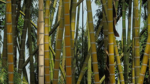 Full frame shot of bamboo plants