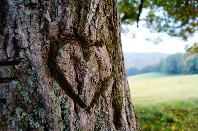 Close-up of tree trunk in forest