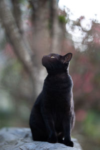 Black cat sitting outdoors