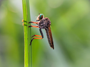 Robberfly resting