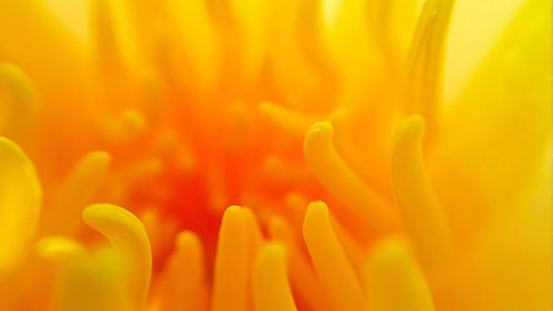 Close-up of yellow flower blooming outdoors