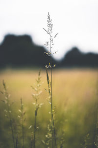 Close-up of stalks in field against sky