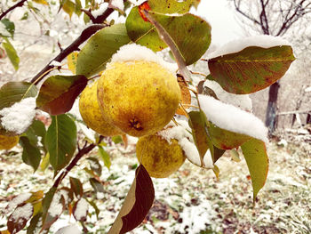 Close-up of fruits on tree