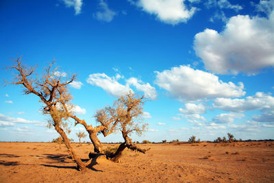 Barren tree on landscape