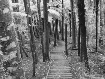 Walkway amidst trees in forest