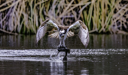 Bird flying over lake