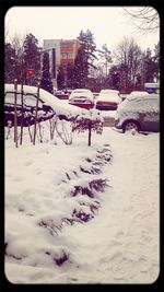 Snow covered trees