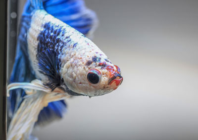 Close-up of fish swimming in sea