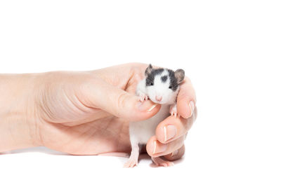 Close-up of hand holding small over white background