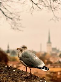 Close-up of seagull perching on a city