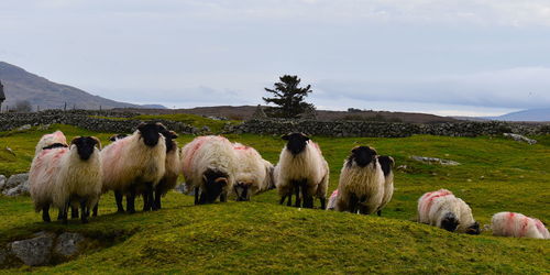 Flock of sheep on a hill in connemara national park, county galway, ireland