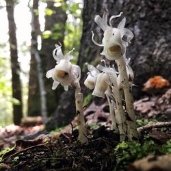 Close-up of white flowers