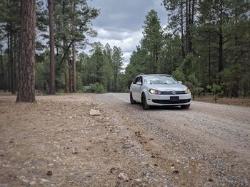 Car on road amidst trees in forest