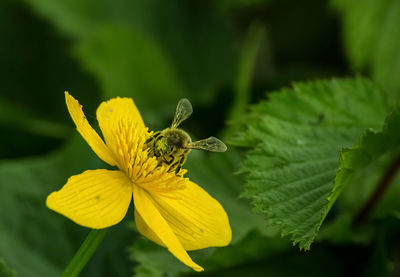 Close-up of yellow insect on plant