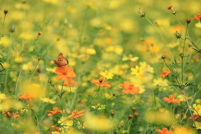 Close-up of insect on flower blooming in field