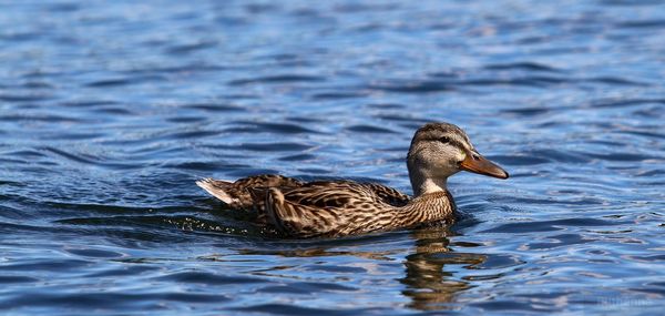 Duck swimming in lake