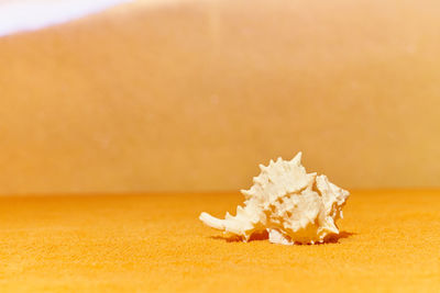 Close-up of orange on table