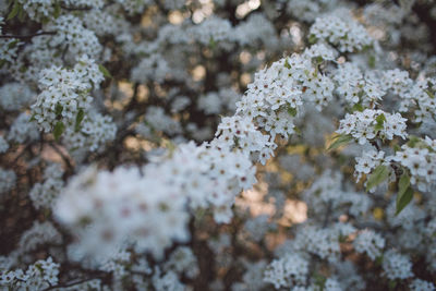 Close-up of white cherry blossom