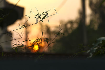 Close-up of silhouette plant during sunset