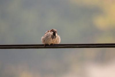 Close-up of a bird