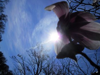 Low angle view of sun shining through trees