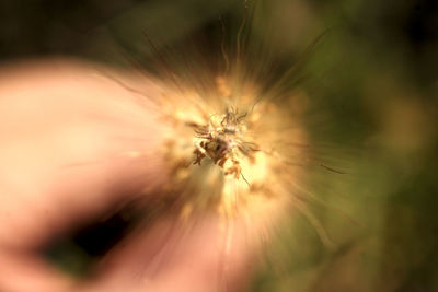 Close-up of dandelion against blurred background