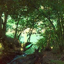 Trees in forest