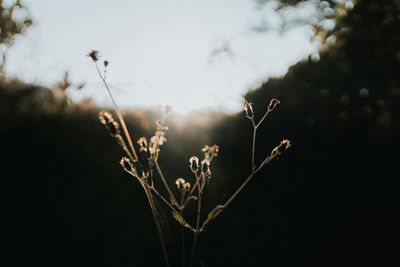 Low angle view of flowering plant against sky