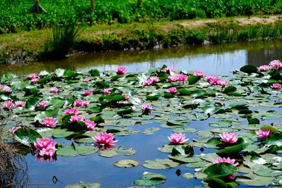 Lotus water lily in pond