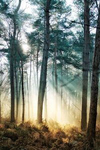 Sunlight streaming through trees in forest