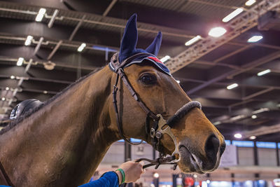 Close-up of horse