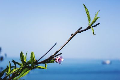 Close-up of flowering plant against blue sky