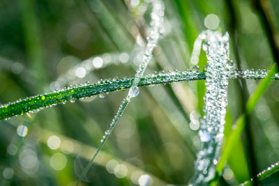 Close-up of water drops on blade of grass