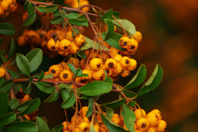 Close-up of yellow flowering plant