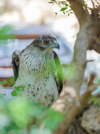 Long-legged buzzard looking away by tree