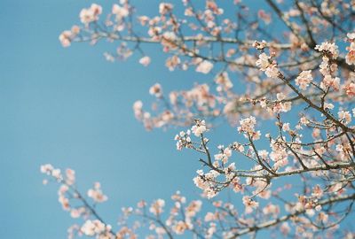 Low angle view of blooming tree against blue sky