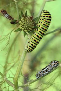 Close-up of butterfly on plant