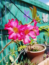 Close-up of pink flowers blooming in potted plant