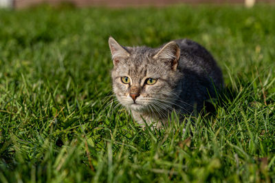 Portrait of cat on grass field