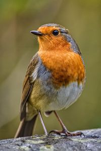 The robin redbreast 