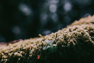 Close-up of lichen on moss
