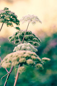 Close-up of plant during winter