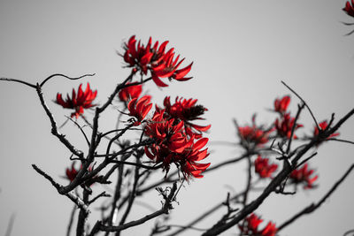 Close-up of red flowers blooming on tree