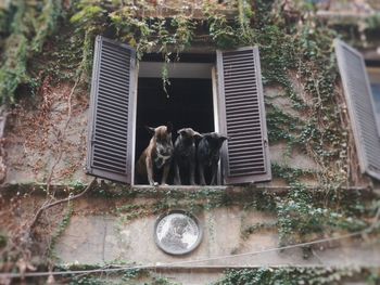 Cat on brick wall